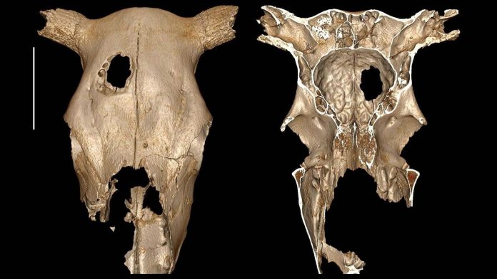 ¿El hombre neolítico practicó cirugía en vacas? ¿El hombre neolítico practicó cirugía en vacas?