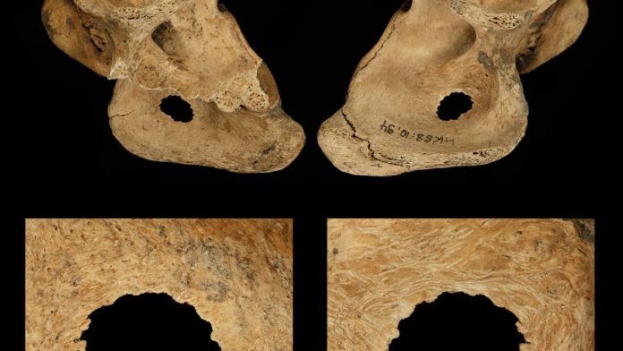 Los neandertales fueron cazadores mucho más sofisticados de lo que creíamos Los neandertales fueron cazadores mucho más sofisticados de lo que creíamos
