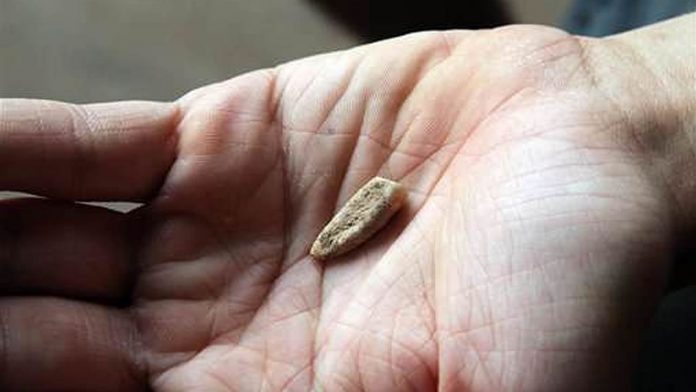 Hallan diente de bebé de 560.000 años de antigüedad en Francia Hallan diente de bebé de 560.000 años de antigüedad en Francia