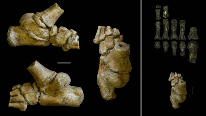 Este pie de un antiguo niño indica que los humanos primitivos caminaron como nosotros y treparon como simios Este pie de un antiguo niño indica que los humanos primitivos caminaron como nosotros y treparon como simios