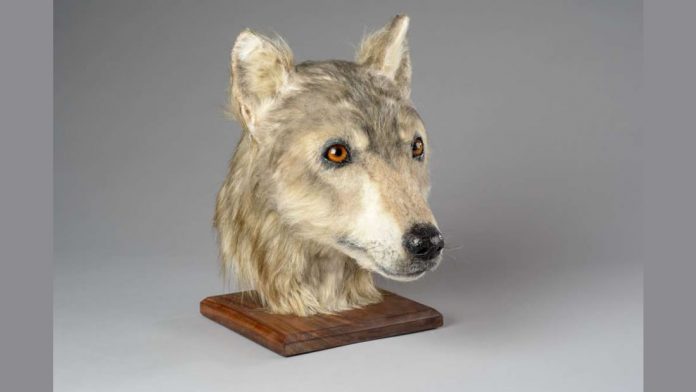 Esta es la cara de un perro de hace 5.000 años, ¡y es adorable! Esta es la cara de un perro de hace 5.000 años, ¡y es adorable!