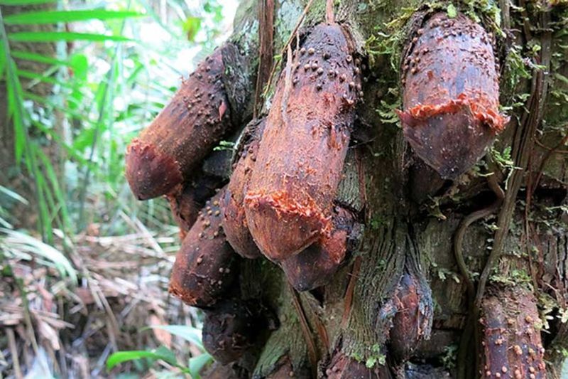 El «árbol pene» de la selva amazónica