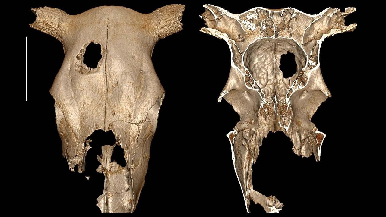 ¿El hombre neolítico practicó cirugía en vacas?