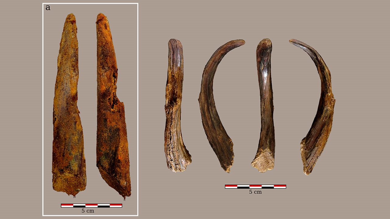 Hallan herramientas de madera de 90.000 años que no fueron hechas por humanos