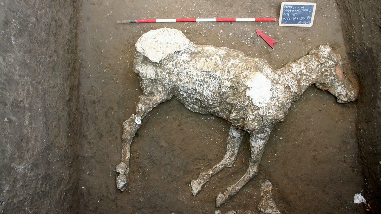 Hallan un caballo sepultado en lava, el último «tesoro» de Pompeya