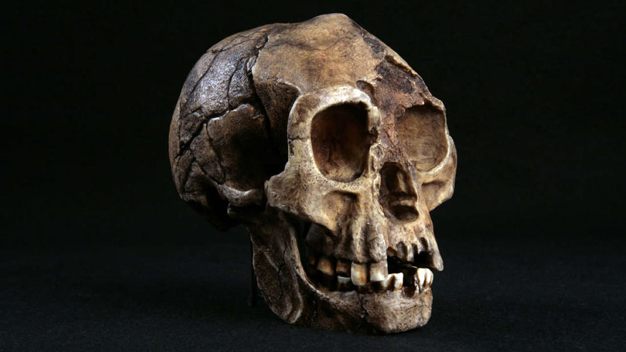 Hallazgo de 700.000 años de antigüedad sugiere que tenemos que reescribir la historia de la expansión humana