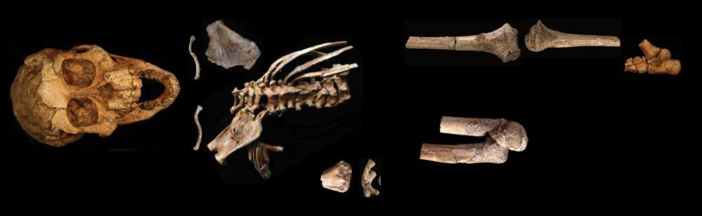 El pie Dikika es una parte de un esqueleto parcial de un esqueleto de 3.32 millones de años de un niño Australopithecus afarensis.