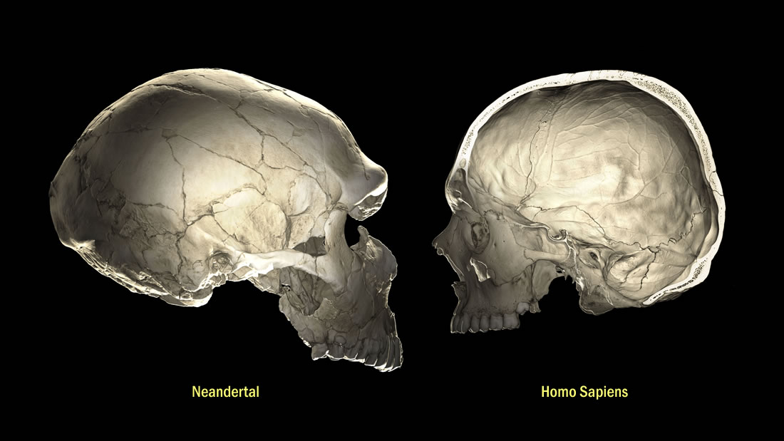 Sus genes neandertales podrían afectar la forma de su cerebro