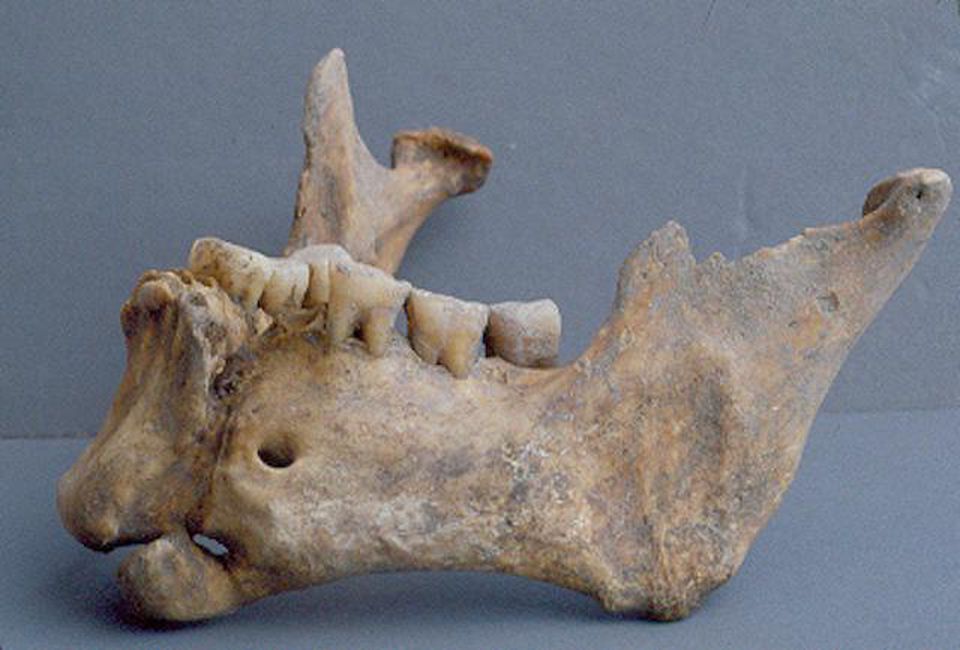 Mandíbula de la cabeza decapitada de Abdera/Polystylon que muestra una fractura bien curada