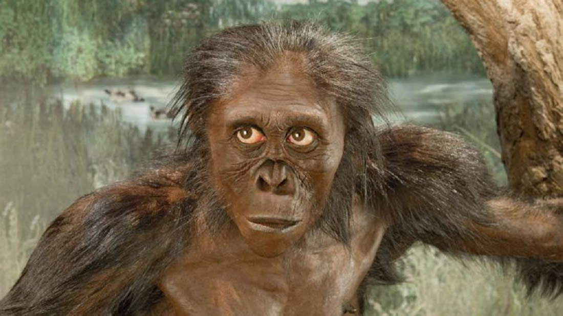 Ancestro humano «Lucy» era menos inteligente que un simio, afirma estudio